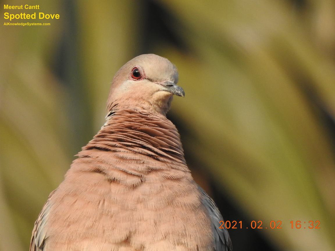 Dove Spotted (34) Coming Soon